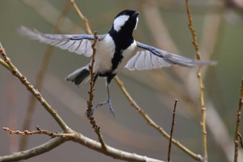 Japanese Tit Arima Fuji Park Sun, 3/13/2022