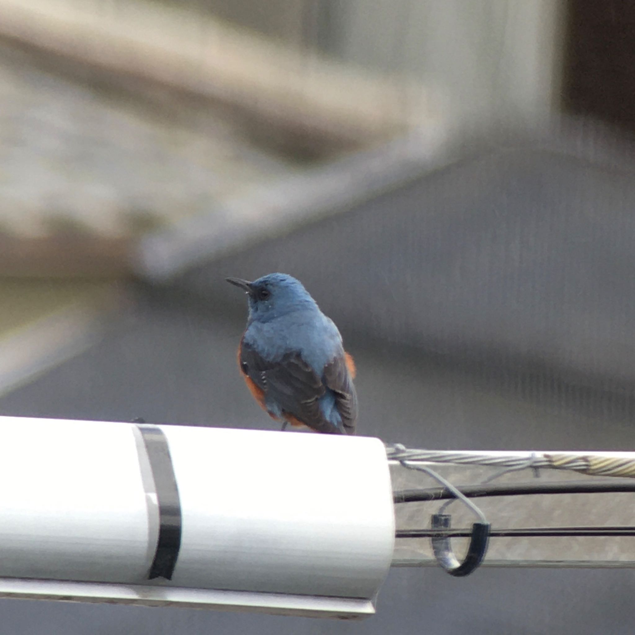 生駒市小平尾町 イソヒヨドリの写真