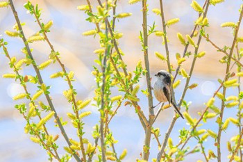 Long-tailed Tit 加古大池 Mon, 3/20/2023