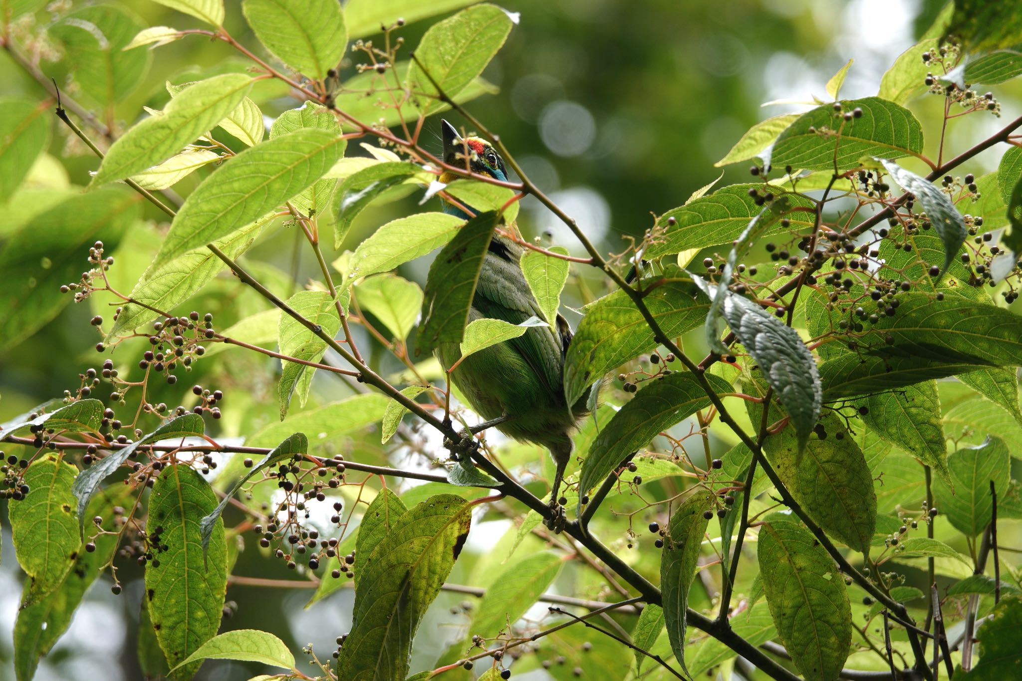 Black-browed Barbet