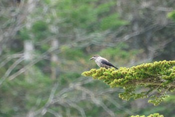 Wed, 5/23/2018 Birding report at 八ケ岳山麓