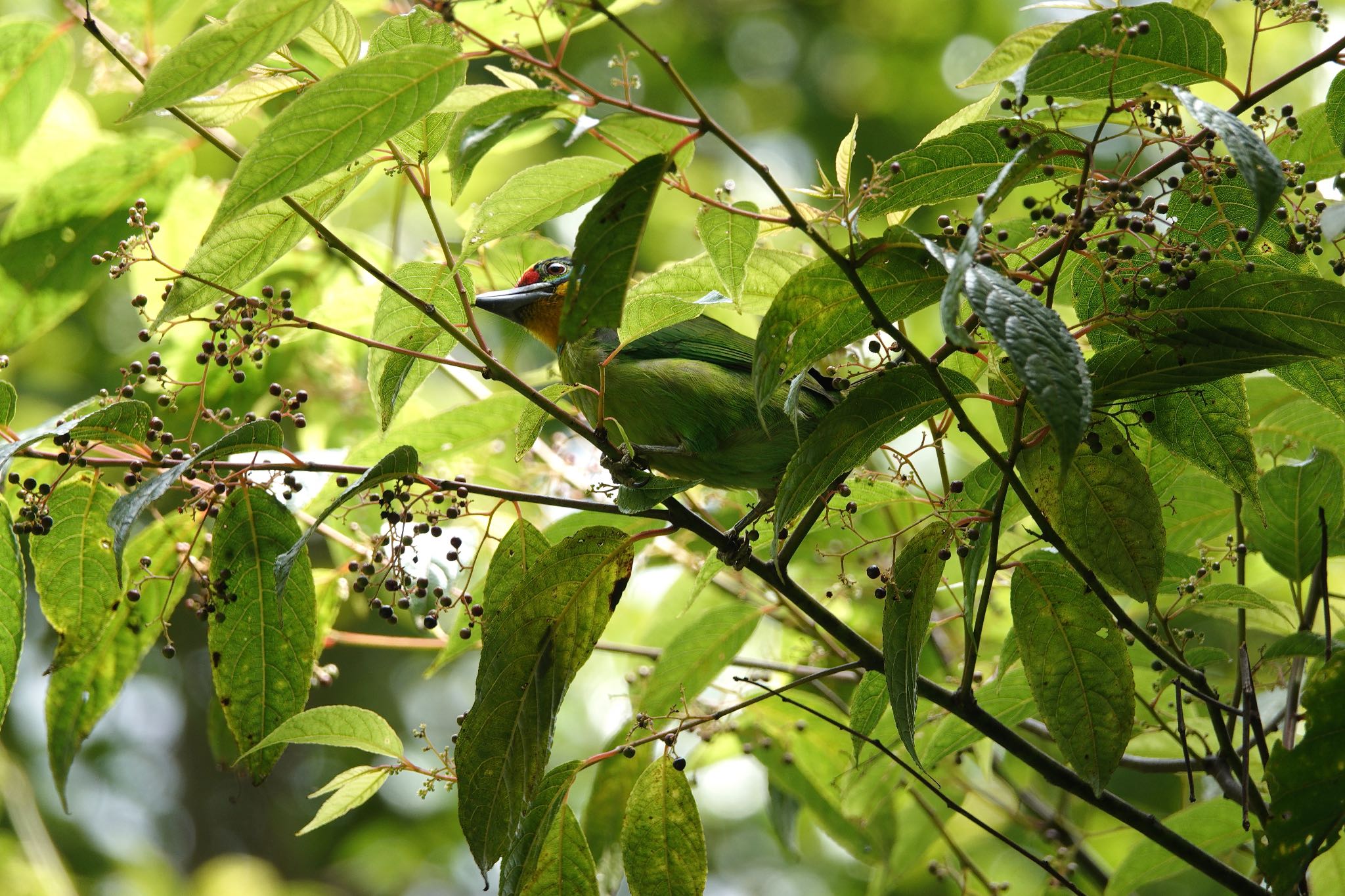 Black-browed Barbet