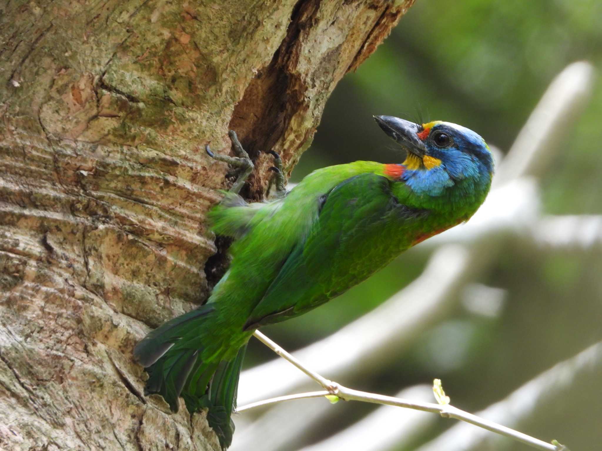 Photo of Taiwan Barbet at 台北植物園 by このはずく