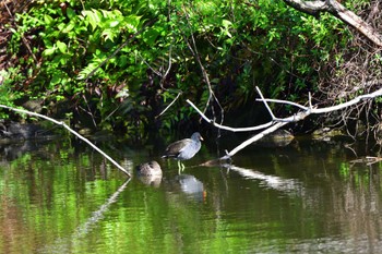 2023年4月16日(日) 長浜公園の野鳥観察記録