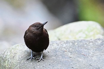 カワガラス 場所が不明 2023年4月16日(日)