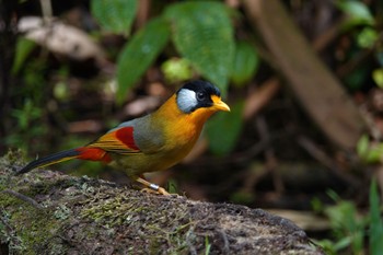 Silver-eared Mesia Fraser's Hill Wed, 3/8/2023