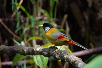 Silver-eared Mesia Fraser's Hill Wed, 3/8/2023