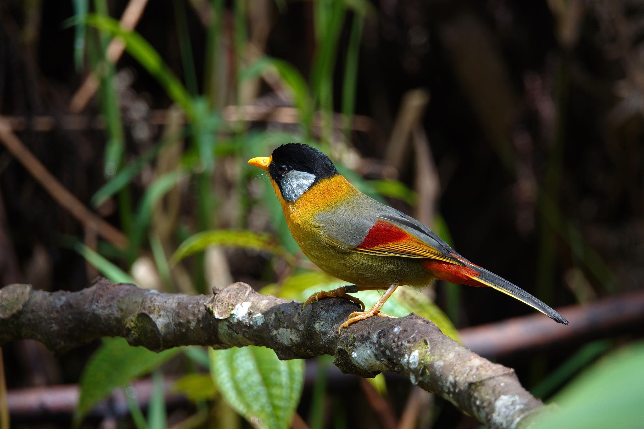 Silver-eared Mesia