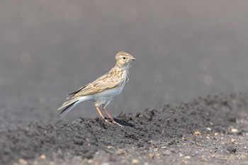 Eurasian Skylark 近所の畑 Sun, 4/16/2023