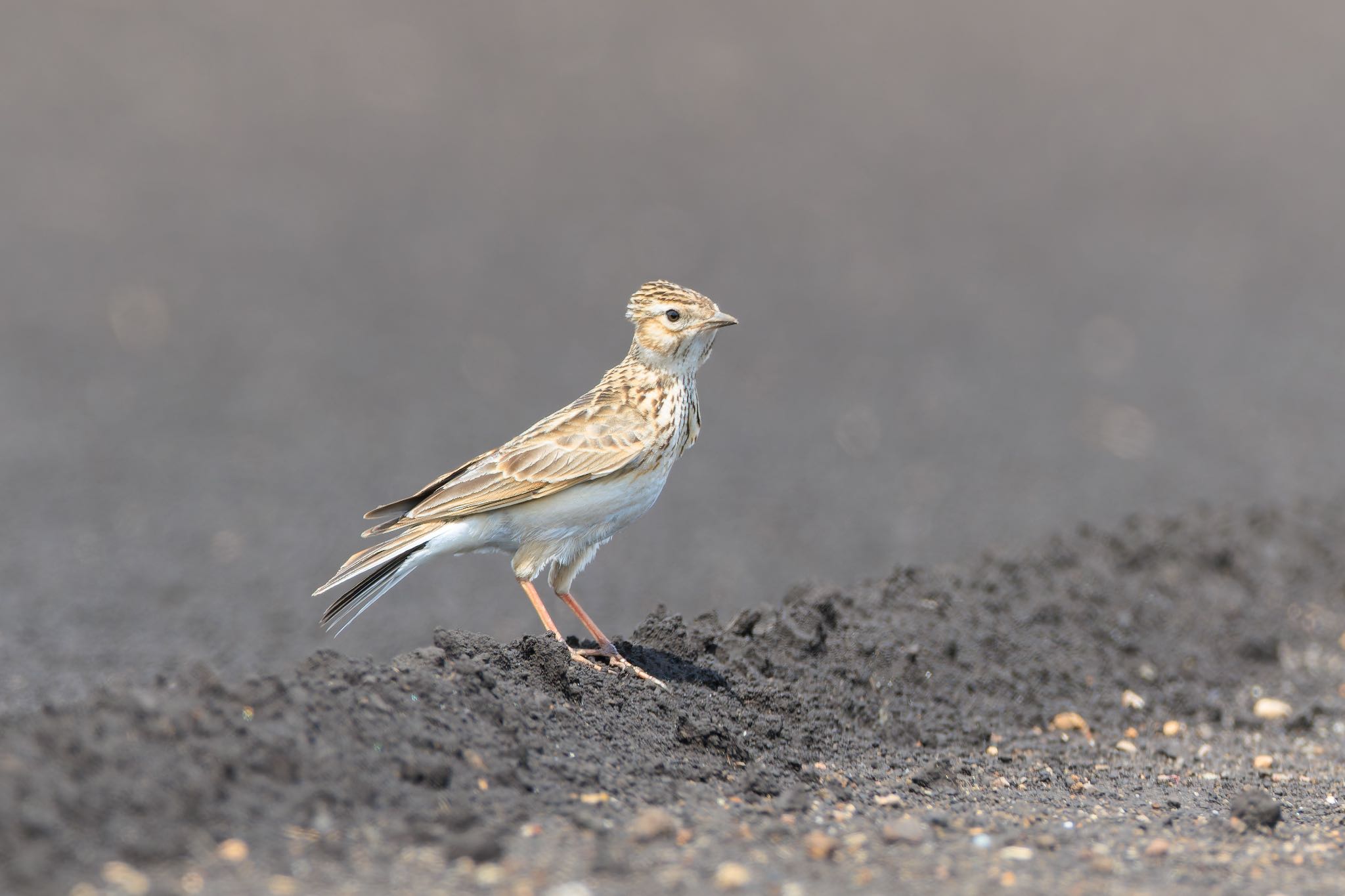 Photo of Eurasian Skylark at 近所の畑 by アカウント5104