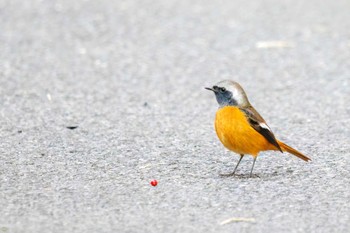 ジョウビタキ 早戸川林道 2023年1月7日(土)