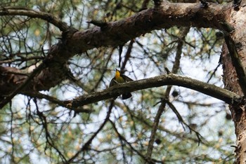 Narcissus Flycatcher 八ケ岳山麓 Wed, 5/23/2018