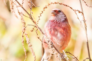 2023年1月7日(土) 早戸川林道の野鳥観察記録