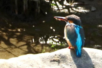 カワセミ 大栗川(多摩川合流地点) 2023年4月17日(月)