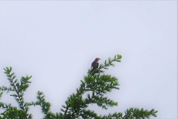 コムクドリ 八ケ岳山麓 2018年5月23日(水)