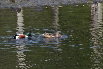 2023年4月17日(月) 長浜公園の野鳥観察記録