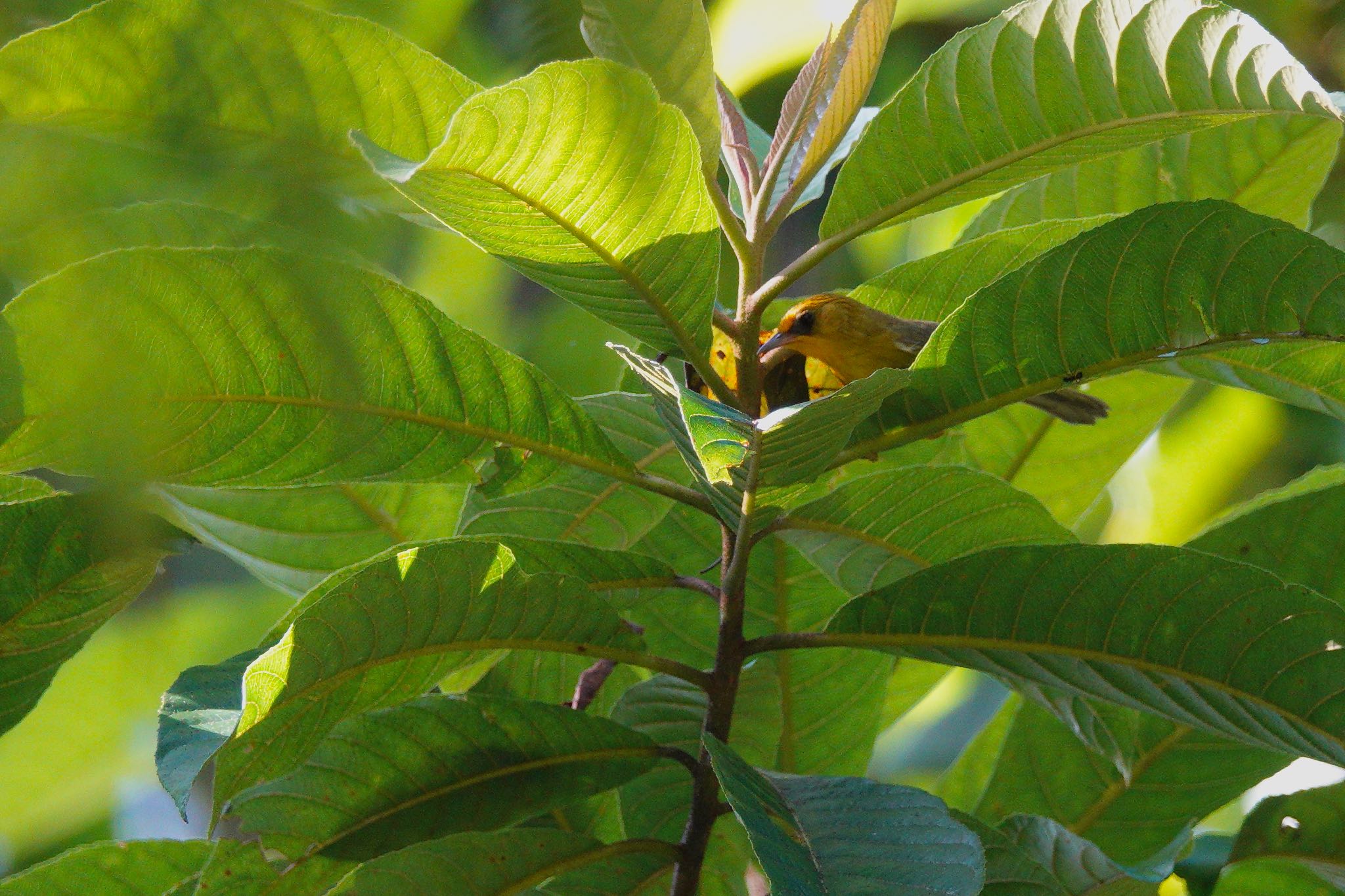 Golden Babbler