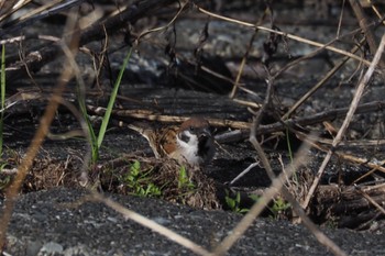 Eurasian Tree Sparrow 鶴見川(早渕川合流地点) Sun, 4/16/2023