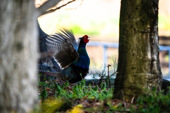 2023年4月1日(土) 韮崎市の野鳥観察記録