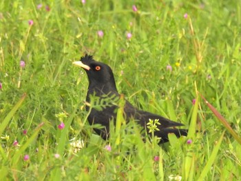 Crested Myna 淀川(中津エリア) Sun, 4/16/2023