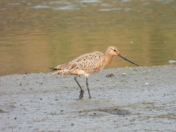 Bar-tailed Godwit 台湾 Mon, 4/3/2023