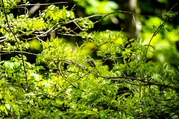 ウグイス 夕焼け小焼けふれあいの里 2023年4月16日(日)