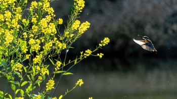 カワセミ 飯能市 2023年4月17日(月)