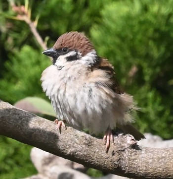 スズメ 横浜市金沢区長浜公園 2023年4月17日(月)