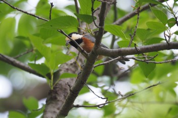 Mon, 4/17/2023 Birding report at 生田緑地