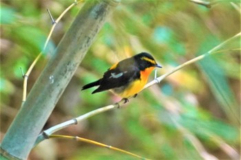 Narcissus Flycatcher 千里南公園 Mon, 4/17/2023