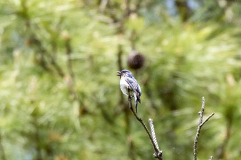 Mon, 4/17/2023 Birding report at いちはらクオードの森