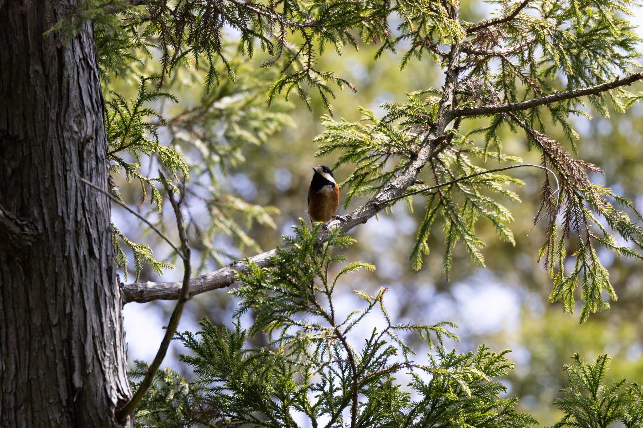 Varied Tit