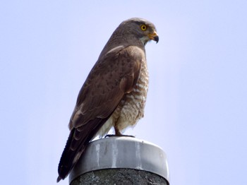 Mon, 4/17/2023 Birding report at 茨城県