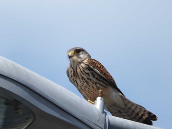 チョウゲンボウ 愛知県のどこかの河川 2023年4月17日(月)