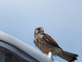 チョウゲンボウ 愛知県のどこかの河川 2023年4月17日(月)