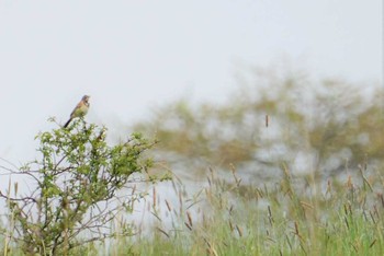 Chestnut-eared Bunting 八ケ岳山麓 Wed, 5/23/2018