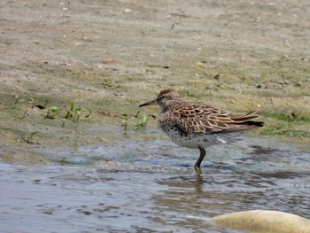 Sharp-tailed Sandpiper 兵庫県明石市 Sat, 4/16/2022