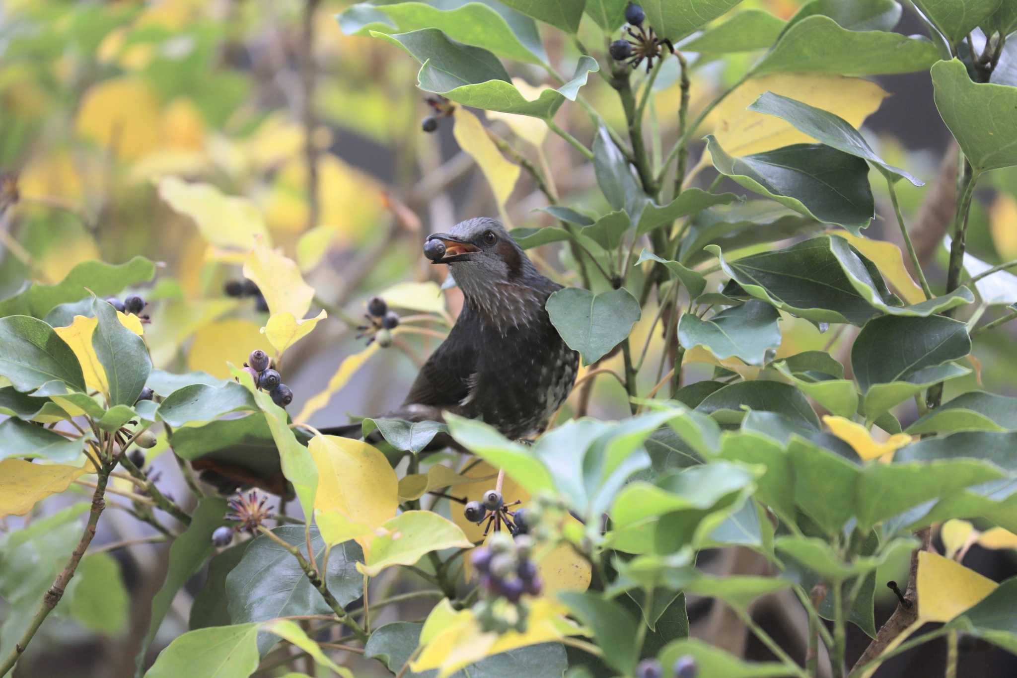 Photo of Brown-eared Bulbul at 自宅 by アカウント13008