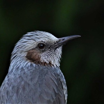 Brown-eared Bulbul Arima Fuji Park Sat, 3/4/2023