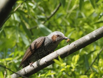 Brown-eared Bulbul 大野極楽寺公園(愛知県一宮市) Mon, 4/17/2023