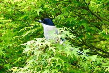 2023年4月16日(日) 横浜市の野鳥観察記録