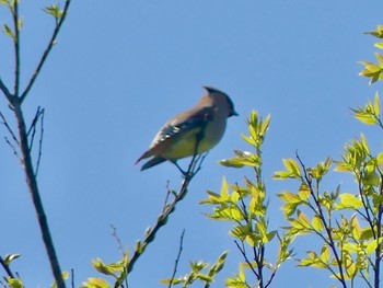 2023年4月17日(月) 浅羽ビオトープの野鳥観察記録