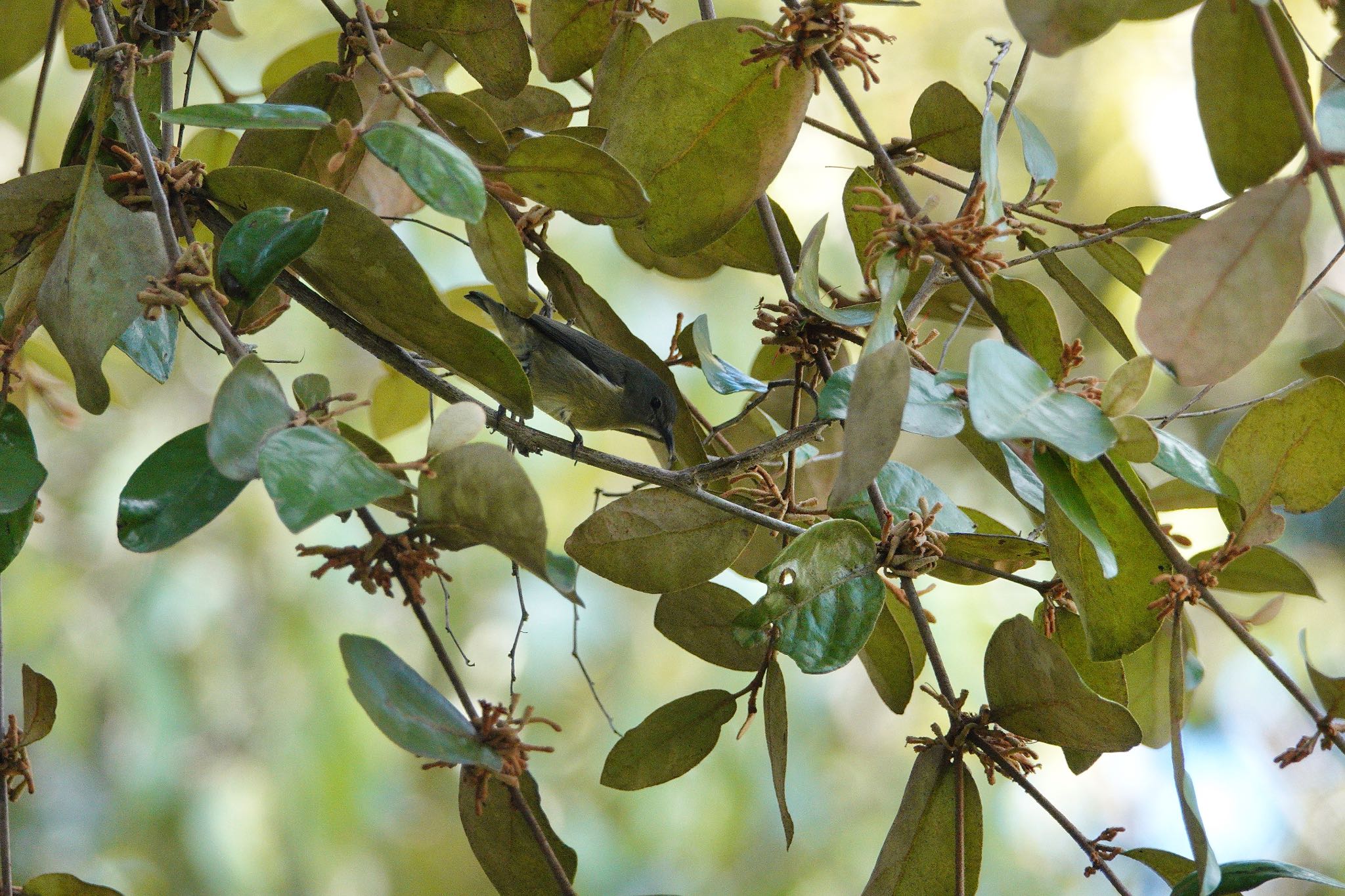 Fire-breasted Flowerpecker