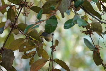 Fire-breasted Flowerpecker Fraser's Hill Wed, 3/8/2023