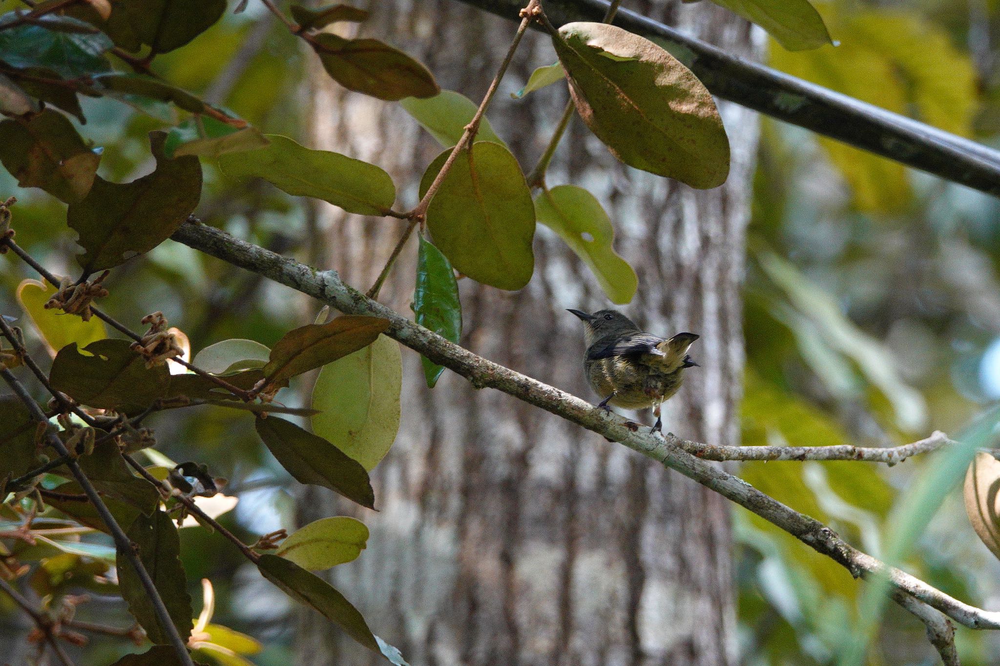 Fire-breasted Flowerpecker