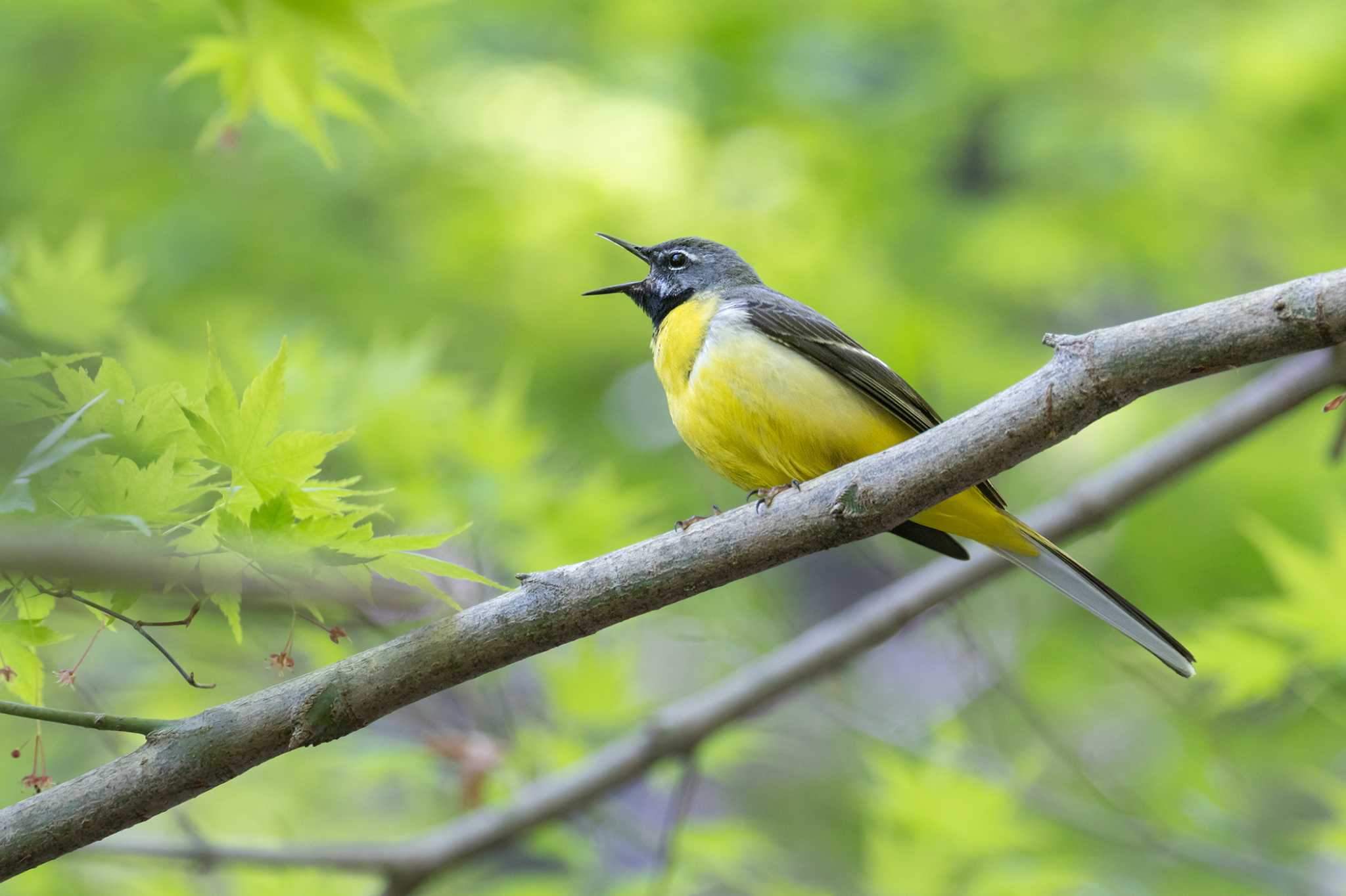 Photo of Grey Wagtail at  by My