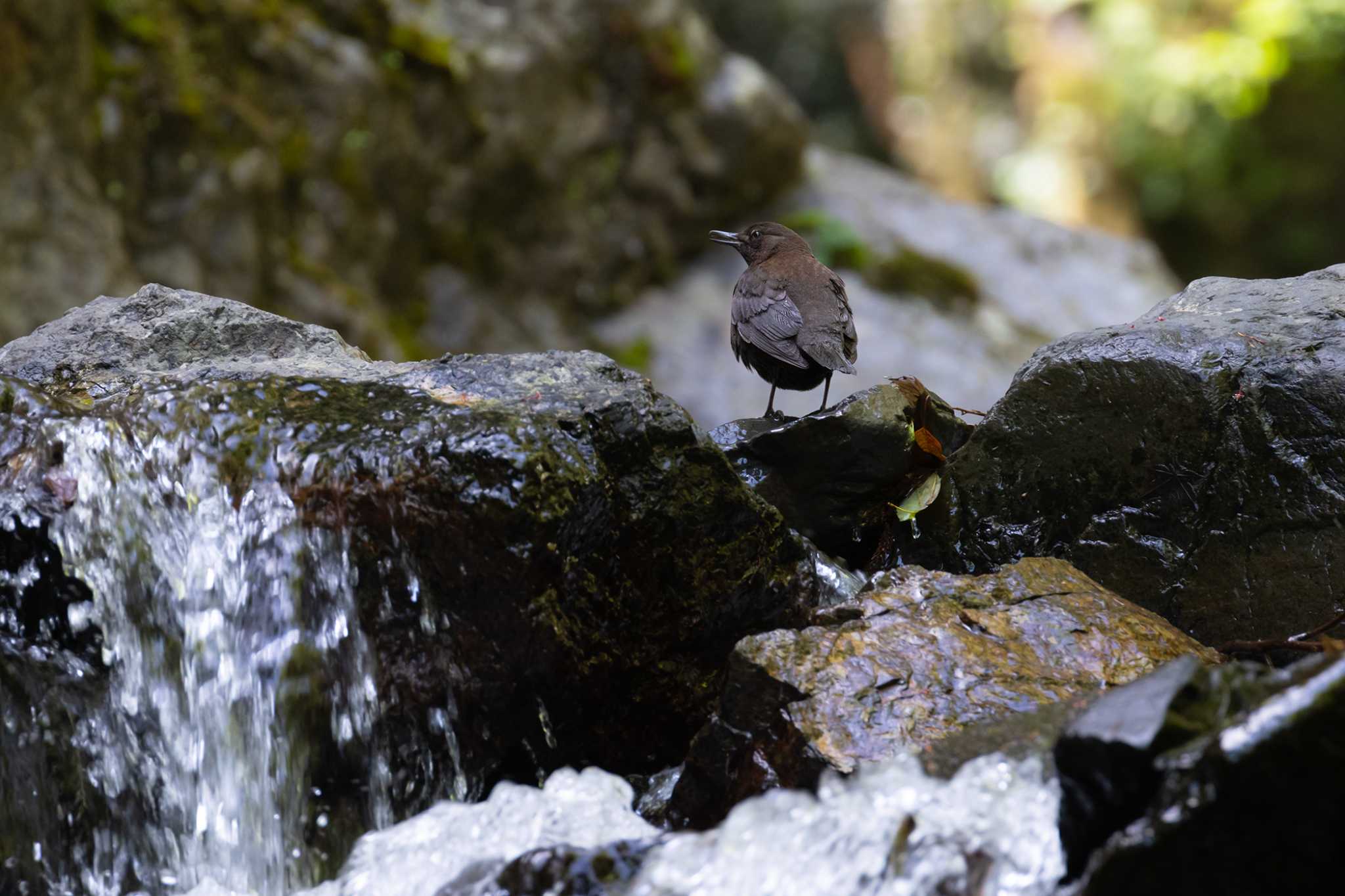 Photo of Brown Dipper at  by My