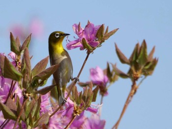 Warbling White-eye 秩父 Wed, 4/12/2023