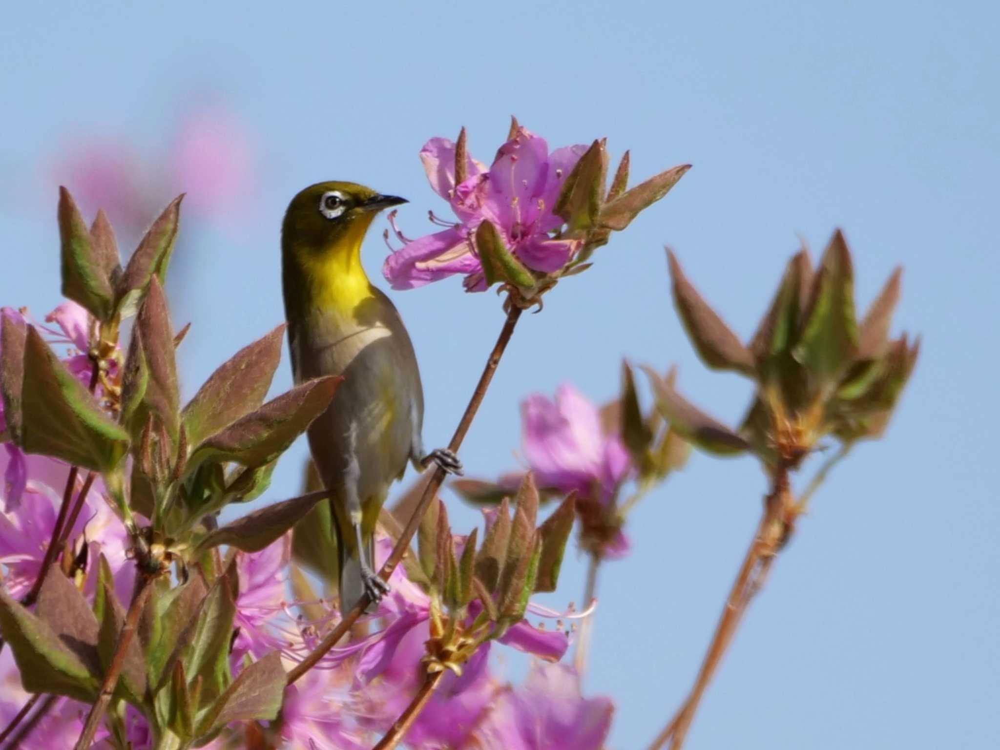 おっと、酔いしれてた・・ by little birds