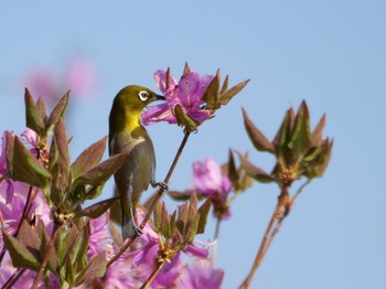 Warbling White-eye 秩父 Wed, 4/12/2023